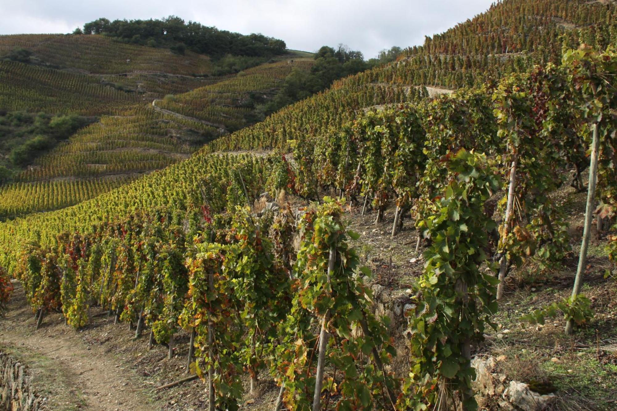 Hotel Le Domaine Des Vignes Ampuis Lyon Sud Vienne Εξωτερικό φωτογραφία