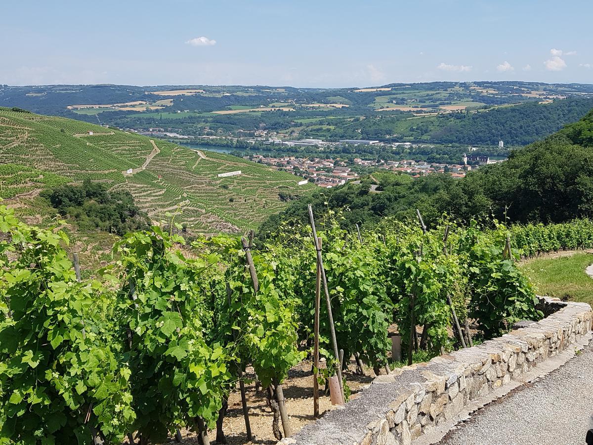 Hotel Le Domaine Des Vignes Ampuis Lyon Sud Vienne Εξωτερικό φωτογραφία